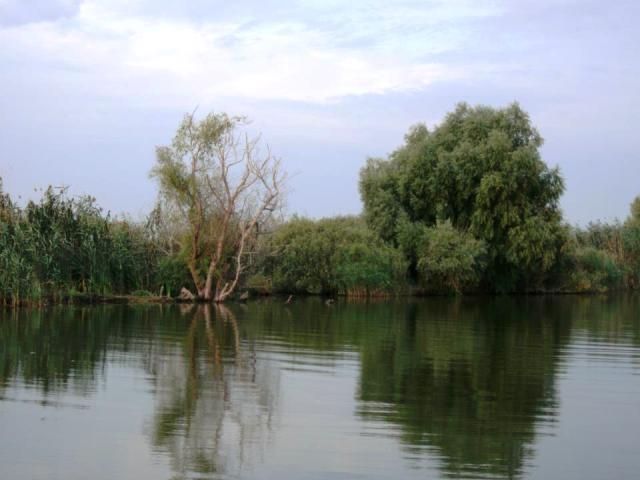 delta rosu 2012 - 486694.jpg